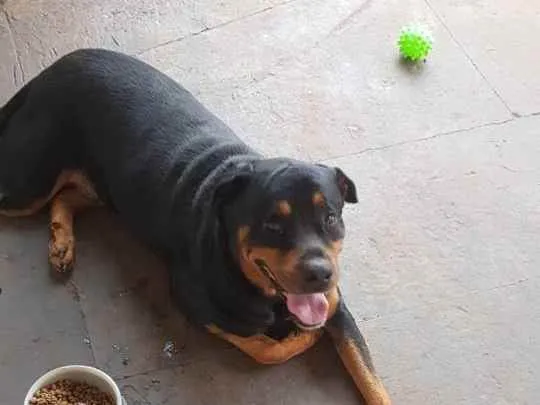 Cachorro ra a Rottweiler idade 4 anos nome Thanos 