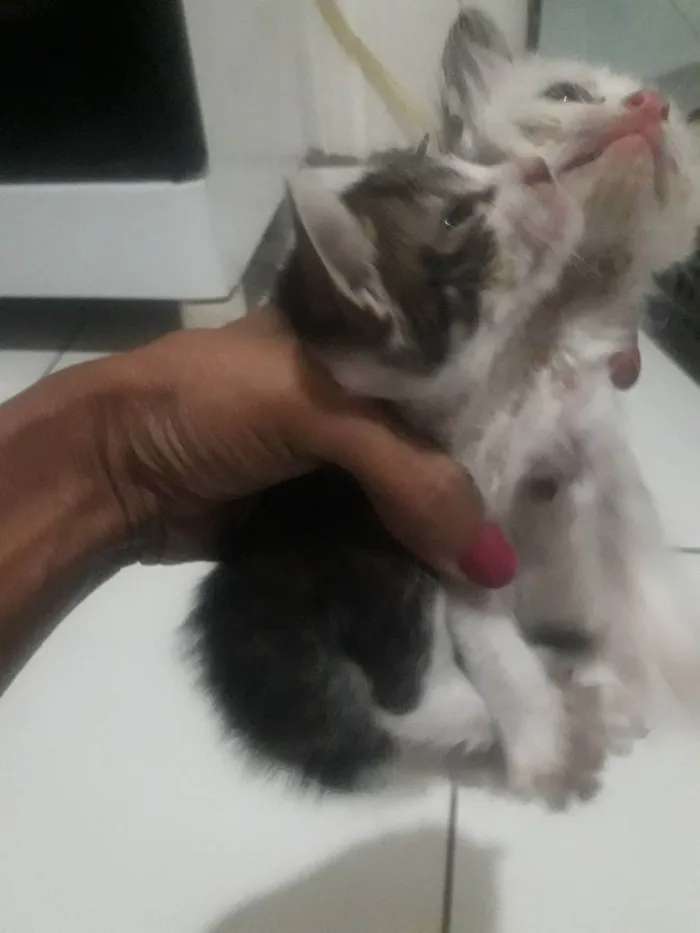 Gato ra a  idade Abaixo de 2 meses nome sem nomes