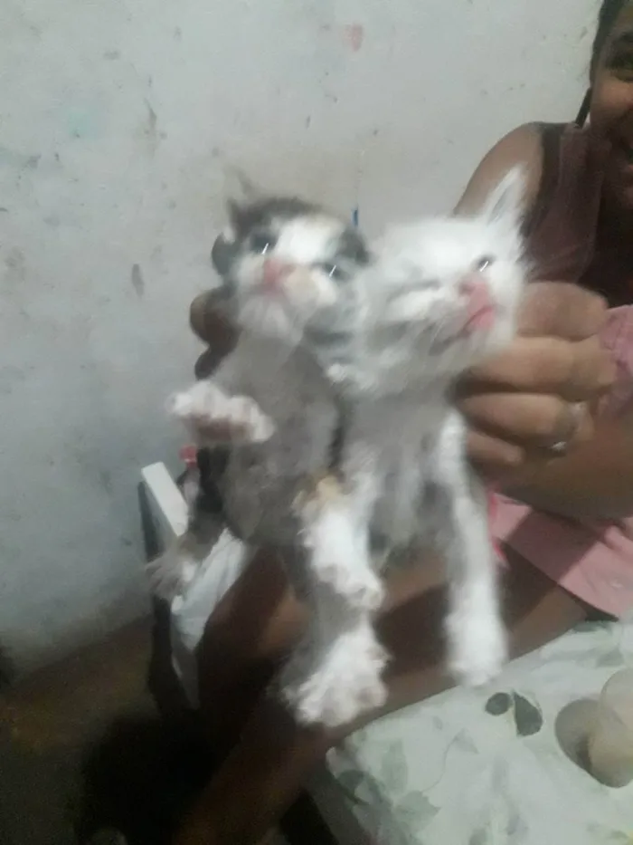 Gato ra a  idade Abaixo de 2 meses nome sem nomes