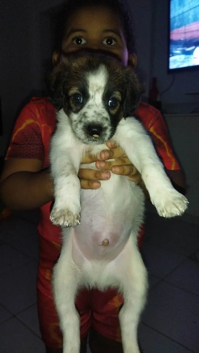 Cachorro raça Vira lata + Pitbull  idade Abaixo de 2 meses nome Thor