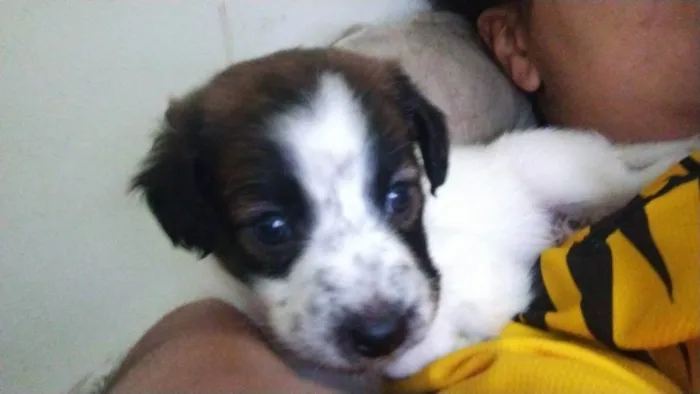 Cachorro raça Vira lata + Pitbull  idade Abaixo de 2 meses nome Thor