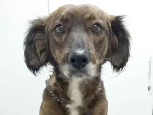 Cachorro raça SRD idade 1 ano nome Suzi