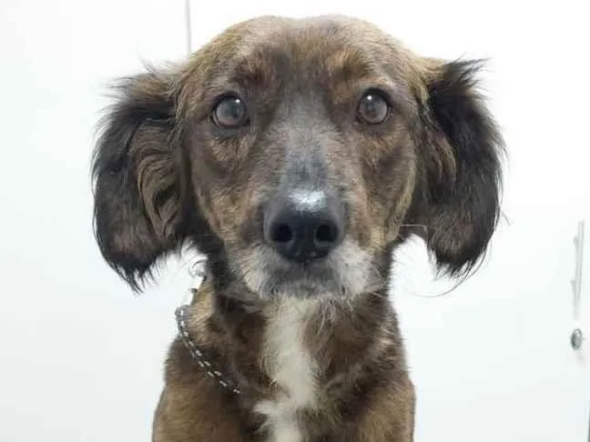 Cachorro ra a SRD idade 1 ano nome Suzi