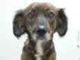Suzi