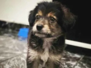 Cachorro raça yorkshire  idade 2 a 6 meses nome bob