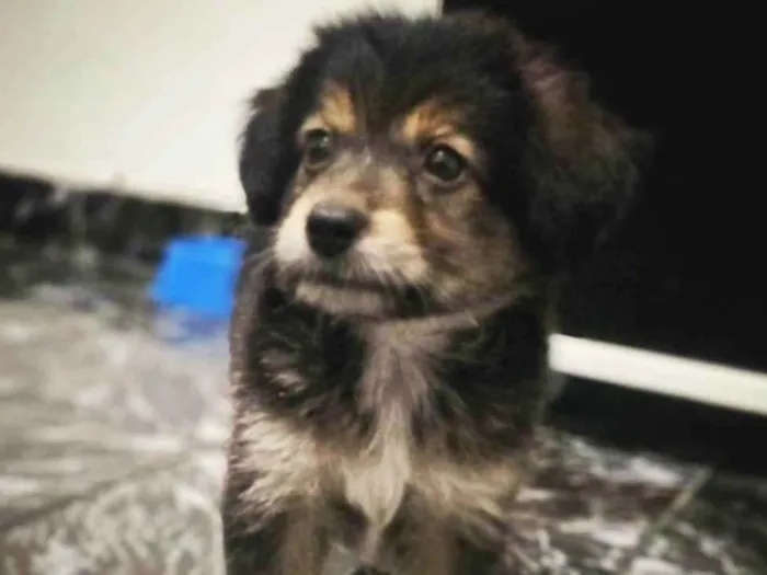 Cachorro ra a yorkshire  idade 2 a 6 meses nome bob