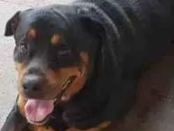 Cachorro raça Rottweiler idade 4 anos nome Thanos 