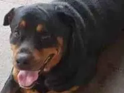 Cachorro ra a Rottweiler idade 4 anos nome Thanos 