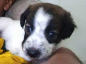 Cachorro raça Vira lata + Pitbull  idade Abaixo de 2 meses nome Thor