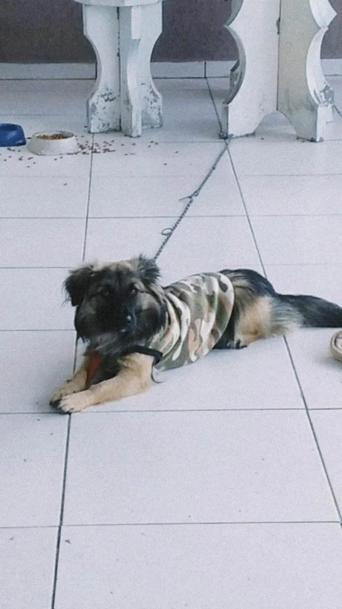 Cachorro ra a Vira lata com pastor alemão  idade 7 a 11 meses nome Buddy