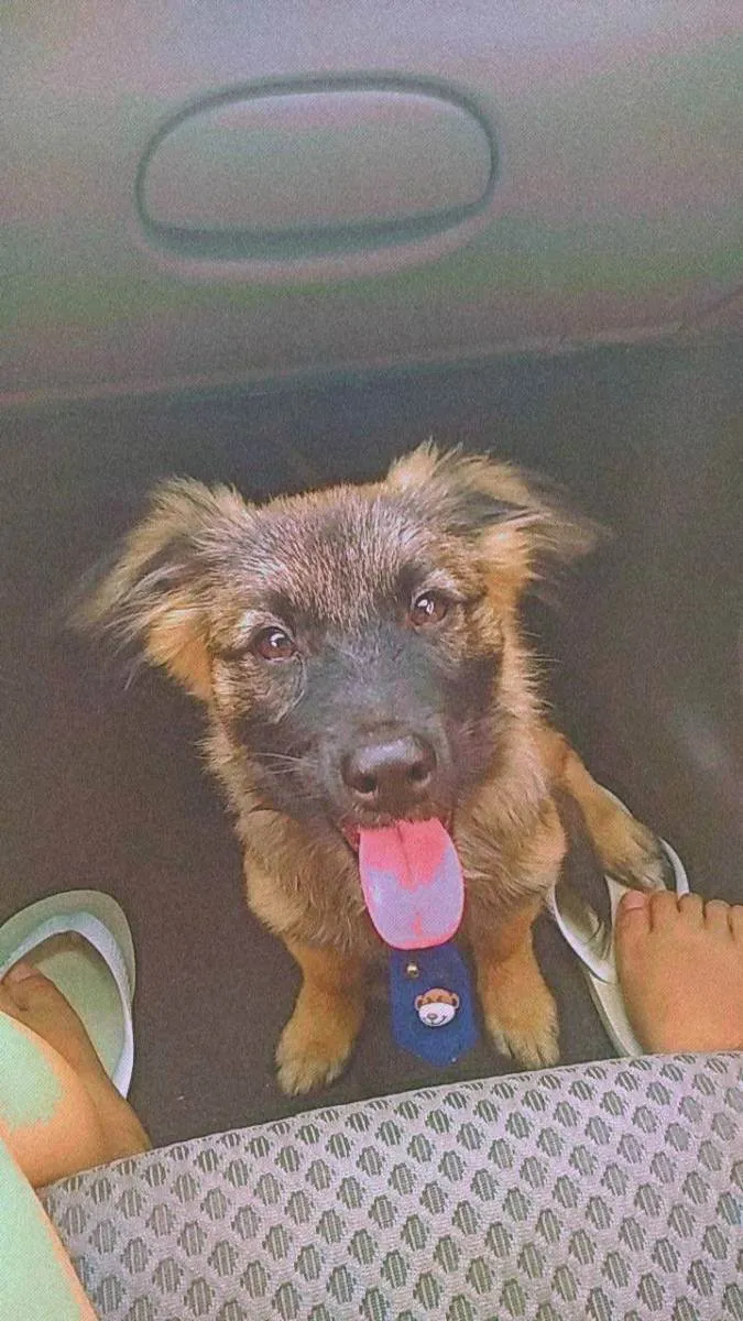 Cachorro ra a Vira lata com pastor alemão  idade 7 a 11 meses nome Buddy