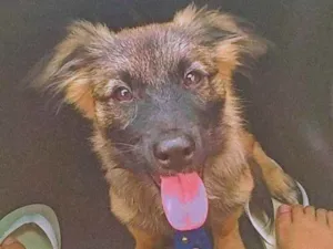 Cachorro raça Vira lata com pastor alemão  idade 7 a 11 meses nome Buddy