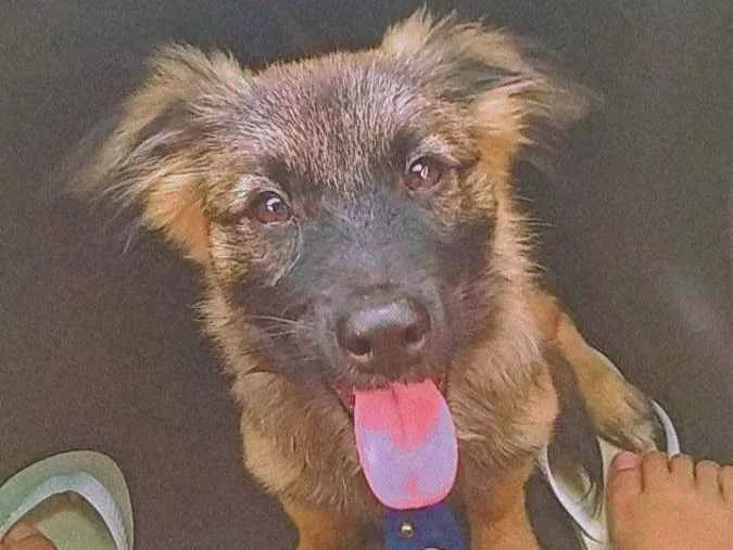 Cachorro ra a Vira lata com pastor alemão  idade 7 a 11 meses nome Buddy