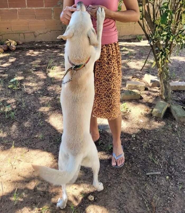 Cachorro ra a Vira-lata  idade 3 anos nome Bob