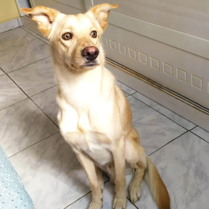 Cachorro ra a Vira-lata idade 1 ano nome Tofu