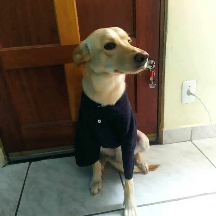 Cachorro ra a Vira-lata idade 1 ano nome Tofu