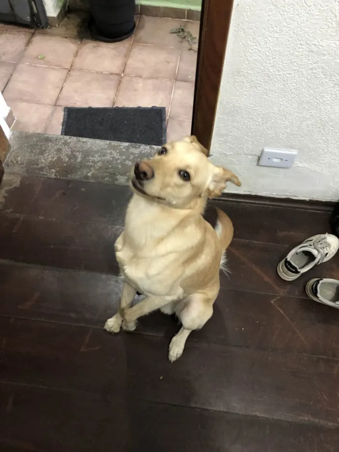 Cachorro ra a Vira-lata idade 1 ano nome Tofu