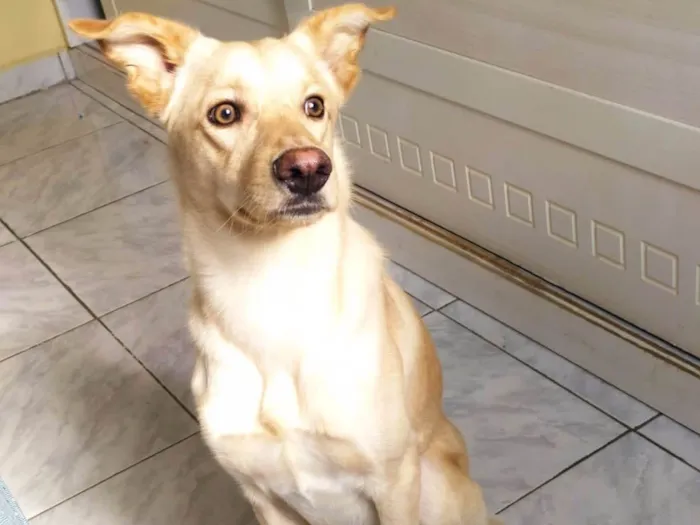 Cachorro ra a Vira-lata idade 1 ano nome Tofu