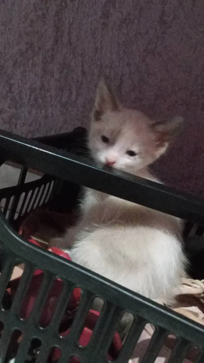 Gato ra a Ragamuffin idade Abaixo de 2 meses nome Tobby