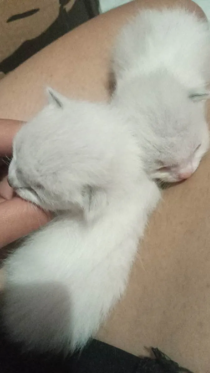 Gato ra a Ragamuffin idade Abaixo de 2 meses nome Tobby