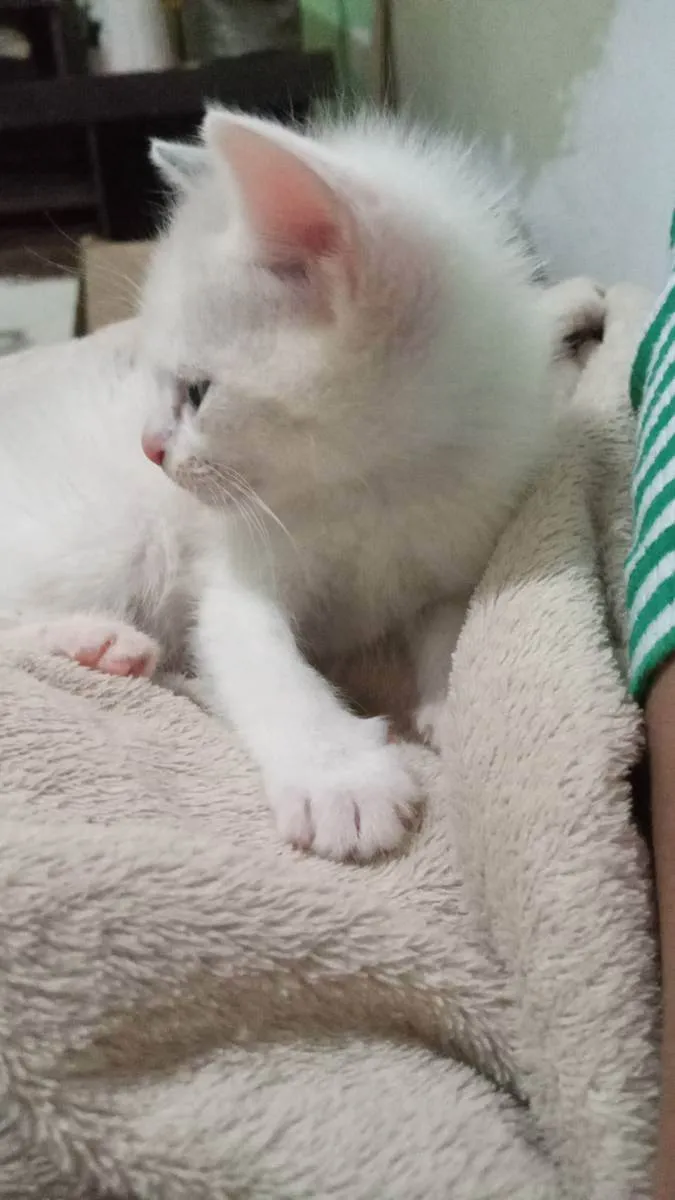 Gato ra a Ragamuffin idade Abaixo de 2 meses nome Tobby