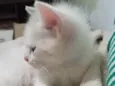 Tobby