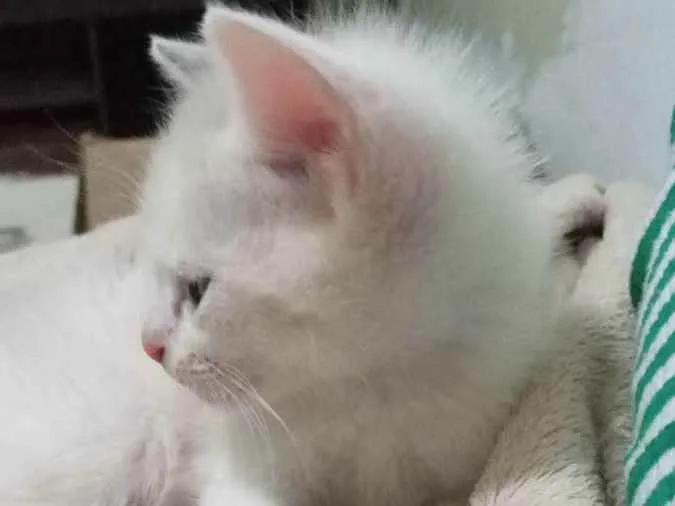 Gato ra a Ragamuffin idade Abaixo de 2 meses nome Tobby
