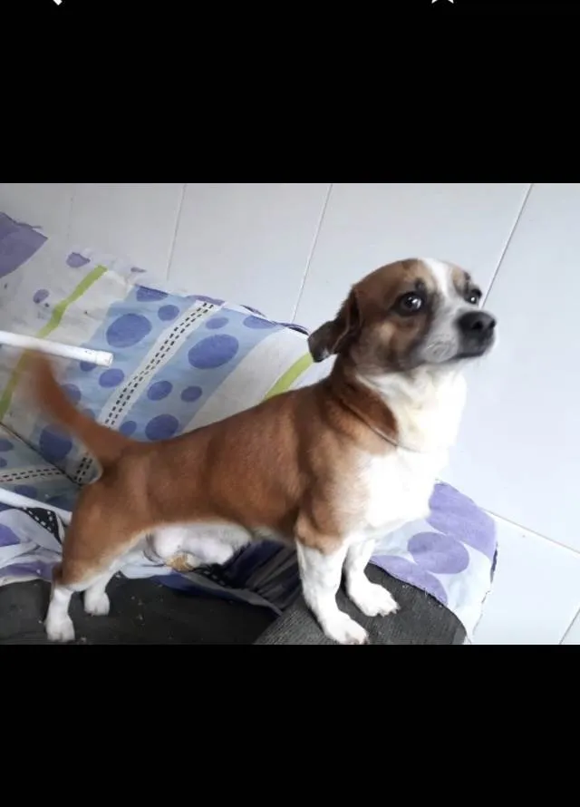 Cachorro ra a SRD idade 4 anos nome Torresmo 