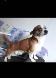 Torresmo