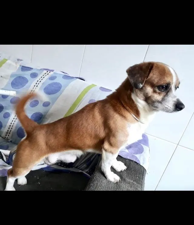 Cachorro ra a SRD idade 4 anos nome Torresmo 