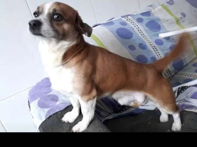 Cachorro ra a SRD idade 4 anos nome Torresmo 