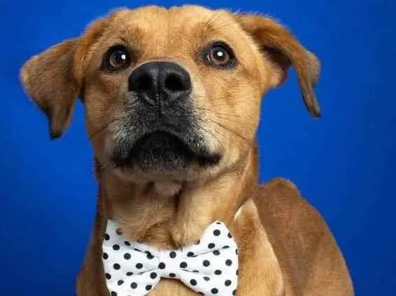 Cachorro raça SRD idade 1 ano nome Caramelo