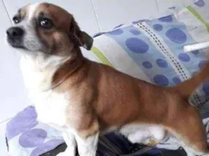 Cachorro raça SRD idade 4 anos nome Torresmo 