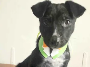 Cachorro raça SRD idade 2 a 6 meses nome DUDU