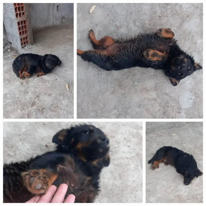Cachorro ra a Sem raça definida idade 7 a 11 meses nome Billy