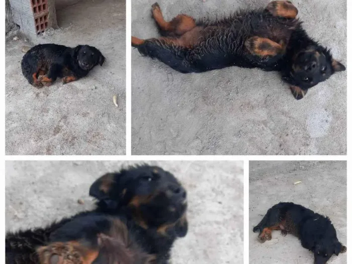 Cachorro ra a Sem raça definida idade 7 a 11 meses nome Billy