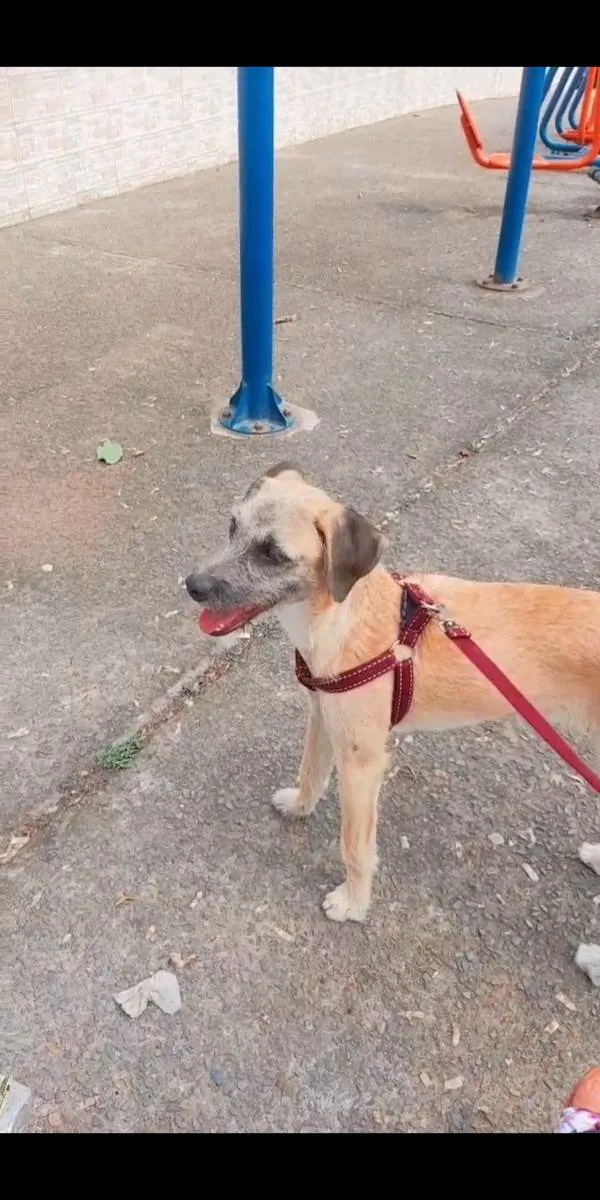 Cachorro raça Vira lata  idade 1 ano nome Zyon