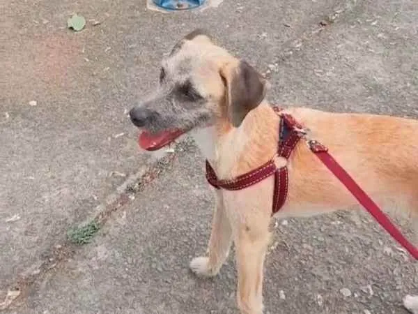 Cachorro raça Vira lata  idade 1 ano nome Zyon