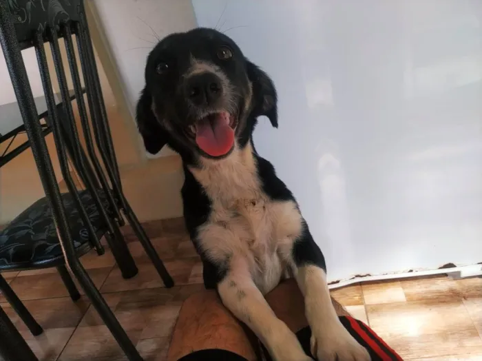 Cachorro raça Salsicha idade 1 ano nome Nina
