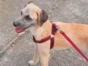 Cachorro raça Vira lata  idade 1 ano nome Zyon