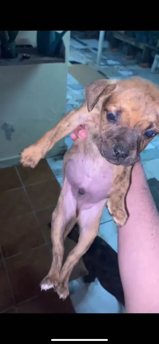 Cachorro ra a Mistura idade 7 a 11 meses nome Cachorrinhos 