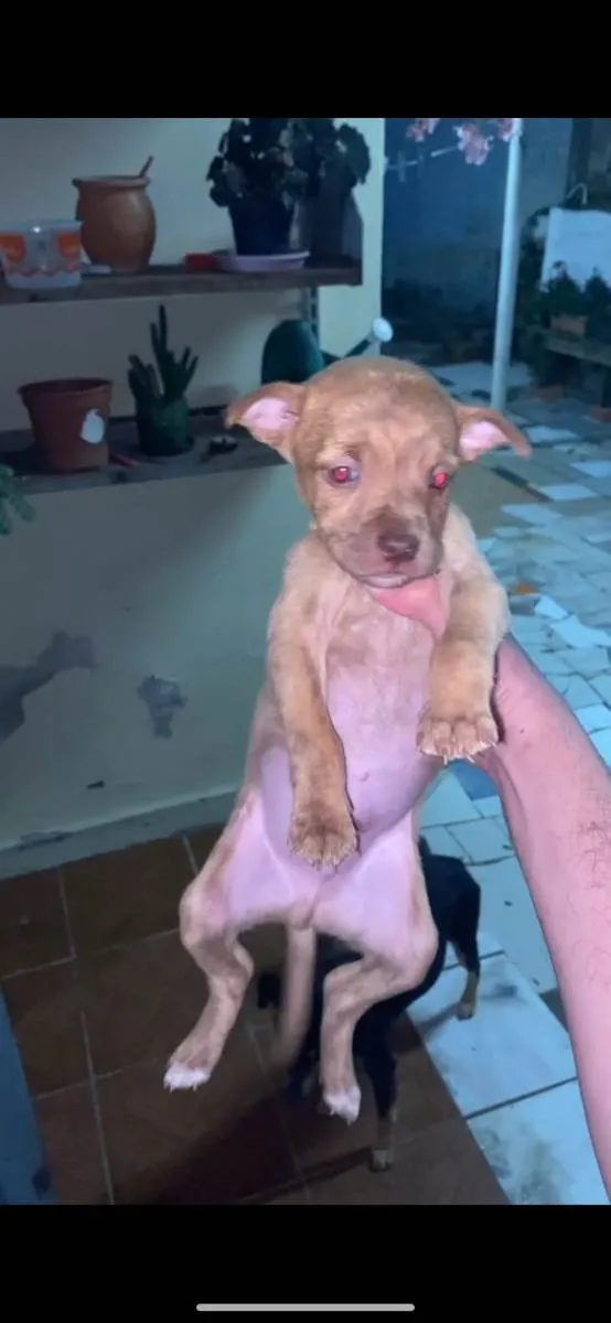 Cachorro ra a Mistura idade 7 a 11 meses nome Cachorrinhos 