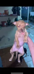 Cachorrinhos