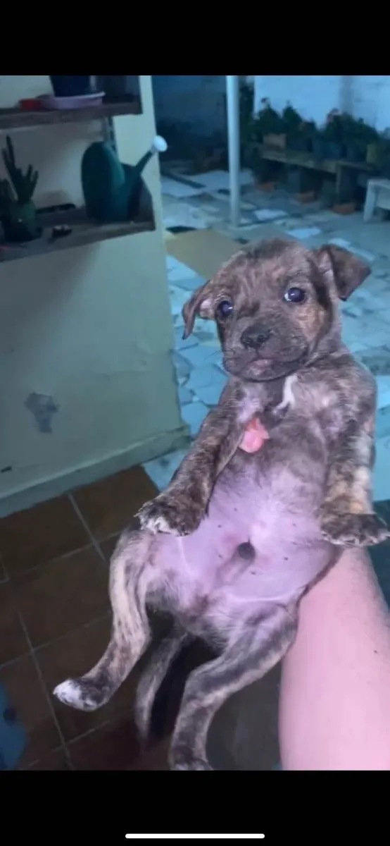 Cachorro ra a Mistura idade 7 a 11 meses nome Cachorrinhos 