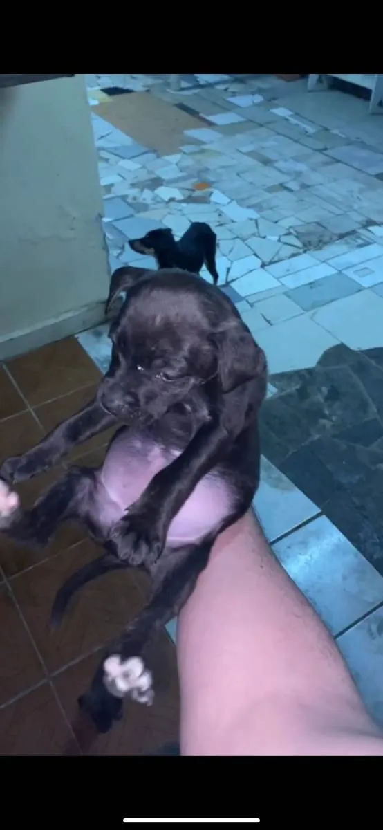 Cachorro ra a Mistura idade 7 a 11 meses nome Cachorrinhos 