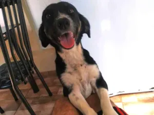Cachorro raça Salsicha idade 1 ano nome Nina