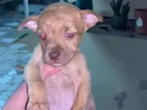 Cachorro raça Mistura idade 7 a 11 meses nome Cachorrinhos 