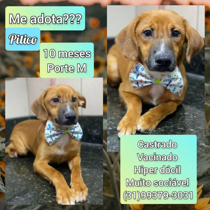 Cachorro raça SRD idade 7 a 11 meses nome Pitico