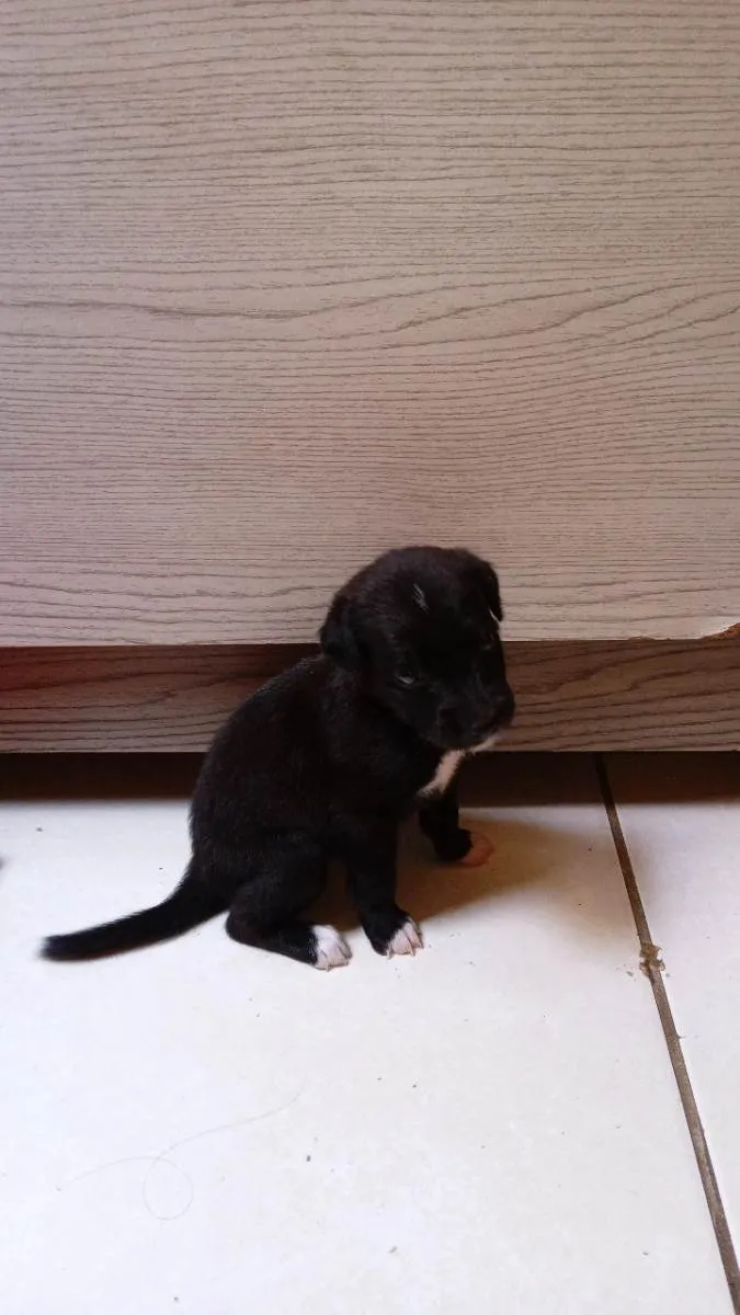 Cachorro raça Raça mista idade 2 a 6 meses nome Pretinha