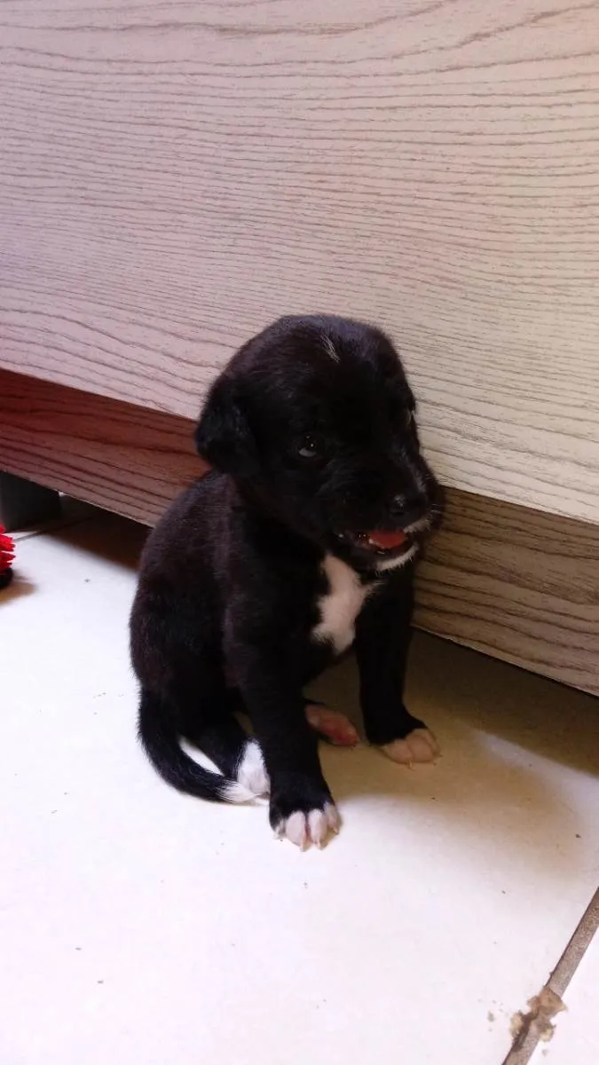 Cachorro raça Raça mista idade 2 a 6 meses nome Pretinha